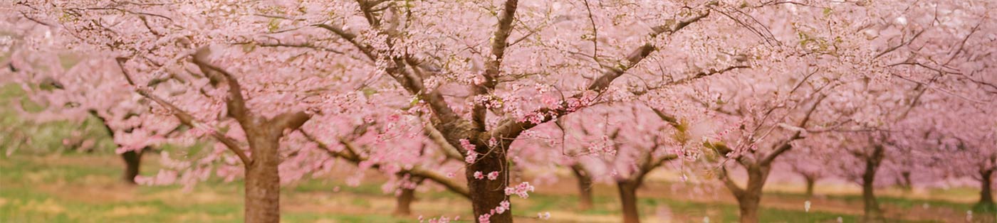 cherry trees at orrs farmers market in martinsburg, wv
